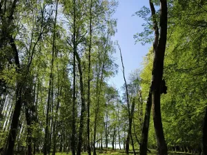 Prodej lesa, Řepín, 5226 m2