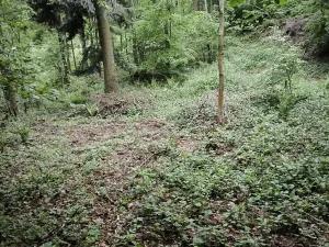 Prodej lesa, Zábřeh, 4422 m2