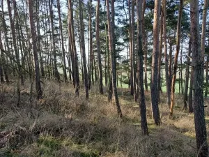 Prodej lesa, Horosedly, 2335 m2
