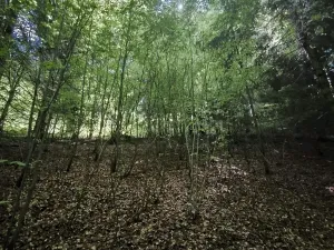 Prodej lesa, Nový Hrozenkov, 21241 m2