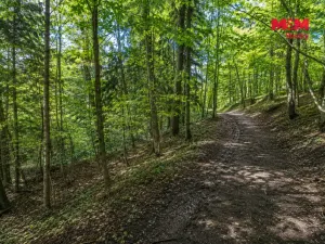 Prodej lesa, Jestřebí, 6855 m2