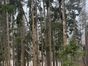 Prodej lesa, Vacov, 24200 m2