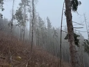 Prodej lesa, Vacov, 24200 m2