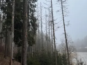 Prodej lesa, Vacov, 24200 m2