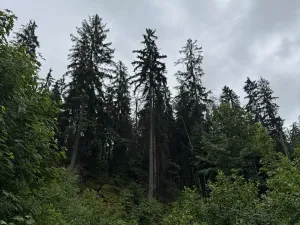 Prodej podílu lesa, Velké Hamry, 1819 m2