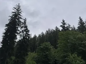 Prodej podílu lesa, Velké Hamry, 1819 m2