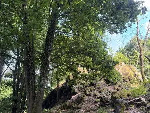 Prodej lesa, Čížkov, 10503 m2