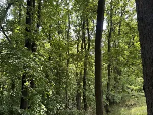 Prodej lesa, Čížkov, 10503 m2