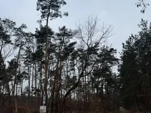 Prodej podílu lesa, Černěves, 892 m2