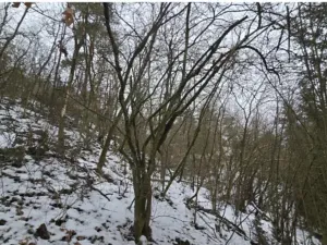 Prodej lesa, Erpužice, 7534 m2