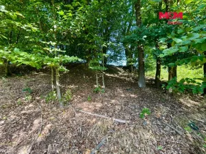 Prodej lesa, Hranice - Hranice IX-Uhřínov, 5050 m2