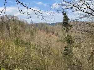 Prodej podílu lesa, Železný Brod, 11060 m2