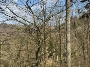 Prodej podílu lesa, Železný Brod, 11060 m2