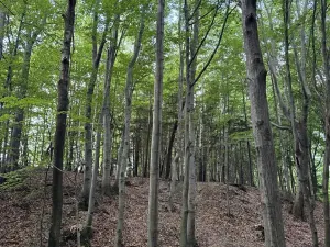 Prodej lesa, Frýdlant nad Ostravicí, 27036 m2