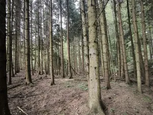 Prodej lesa, Třeboc, 1785 m2
