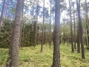 Prodej lesa, Chlumany, 4760 m2