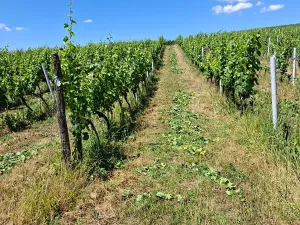 Prodej sadu/vinice, Velké Němčice, 90000 m2