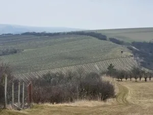 Prodej sadu/vinice, Perná, 132000 m2