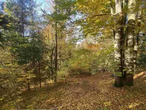 Prodej pole, Železný Brod - Střevelná, 2828 m2