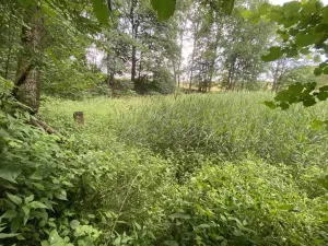 Prodej louky, Nové Hrady - Štiptoň, 4246 m2