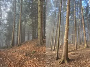 Dražba lesa, Horní Bečva, 4284 m2