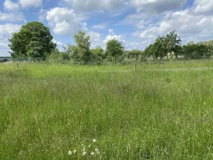 Dražba pole, Planá, 1400 m2