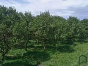 Prodej sadu/vinice, Vanovice, 5319 m2