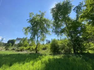Prodej lesa, Kropáčova Vrutice - Sušno, 15167 m2