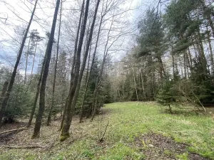 Prodej pozemku, Volfířov - Brandlín, 5958 m2