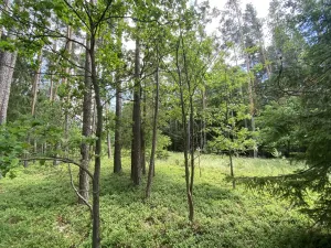 Prodej lesa, Slabčice - Nemějice, 1004 m2