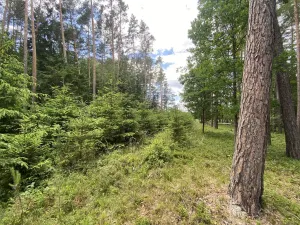 Prodej lesa, Slabčice - Nemějice, 1004 m2