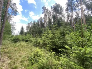 Prodej lesa, Slabčice - Nemějice, 1004 m2