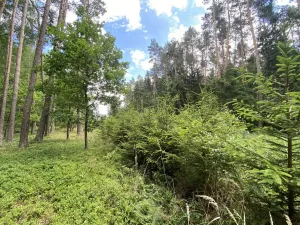 Prodej lesa, Slabčice - Nemějice, 1004 m2