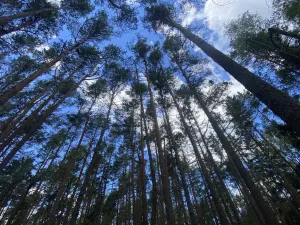 Prodej lesa, Chlumany, 4760 m2