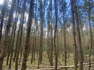 Prodej lesa, Chlumany, 4406 m2