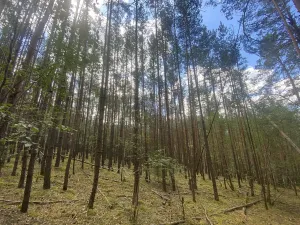 Prodej lesa, Chlumany, 4406 m2