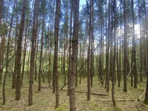 Prodej lesa, Chlumany, 4406 m2