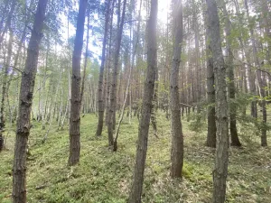 Prodej lesa, Chlumany, 4406 m2