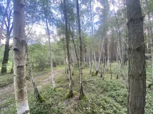 Prodej lesa, Chlumany, 4406 m2