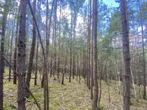 Prodej lesa, Chlumany, 4406 m2