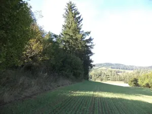 Dražba louky, Kolinec, 2385 m2