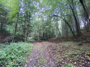 Prodej louky, Strážná, 212 m2