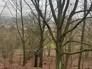 Prodej lesa, Ústí nad Labem, 36788 m2