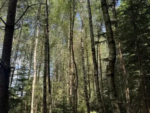 Prodej podílu lesa, Zádolí, 12979 m2