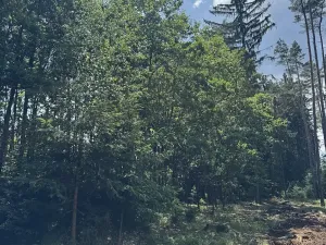 Prodej podílu lesa, Zádolí, 12979 m2