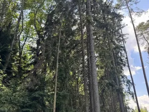 Prodej podílu lesa, Zádolí, 12979 m2