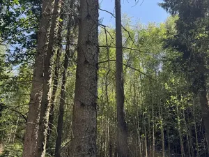Prodej podílu lesa, Zádolí, 12979 m2