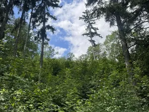 Prodej lesa, Kněžnice, 4780 m2