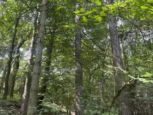 Prodej lesa, Kněžnice, 4780 m2