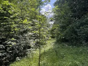 Prodej lesa, Kněžnice, 4780 m2